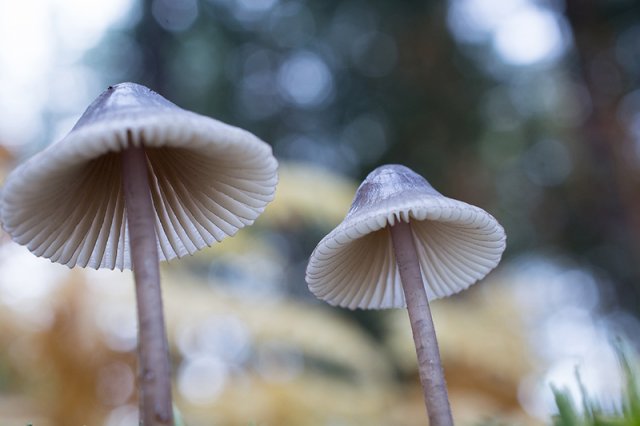 Mycena stipata